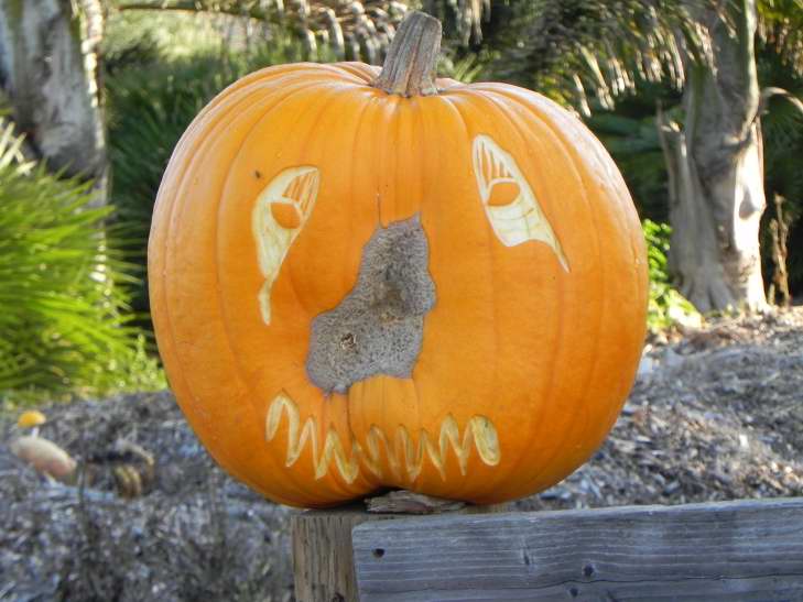 Natural Nose, Nipomo Pumpkin Patch, best carving idea